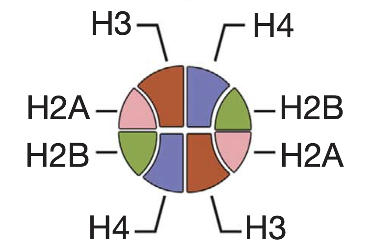 Symmetrical modification within a nucleosome is not required globally for histone lysine methylation