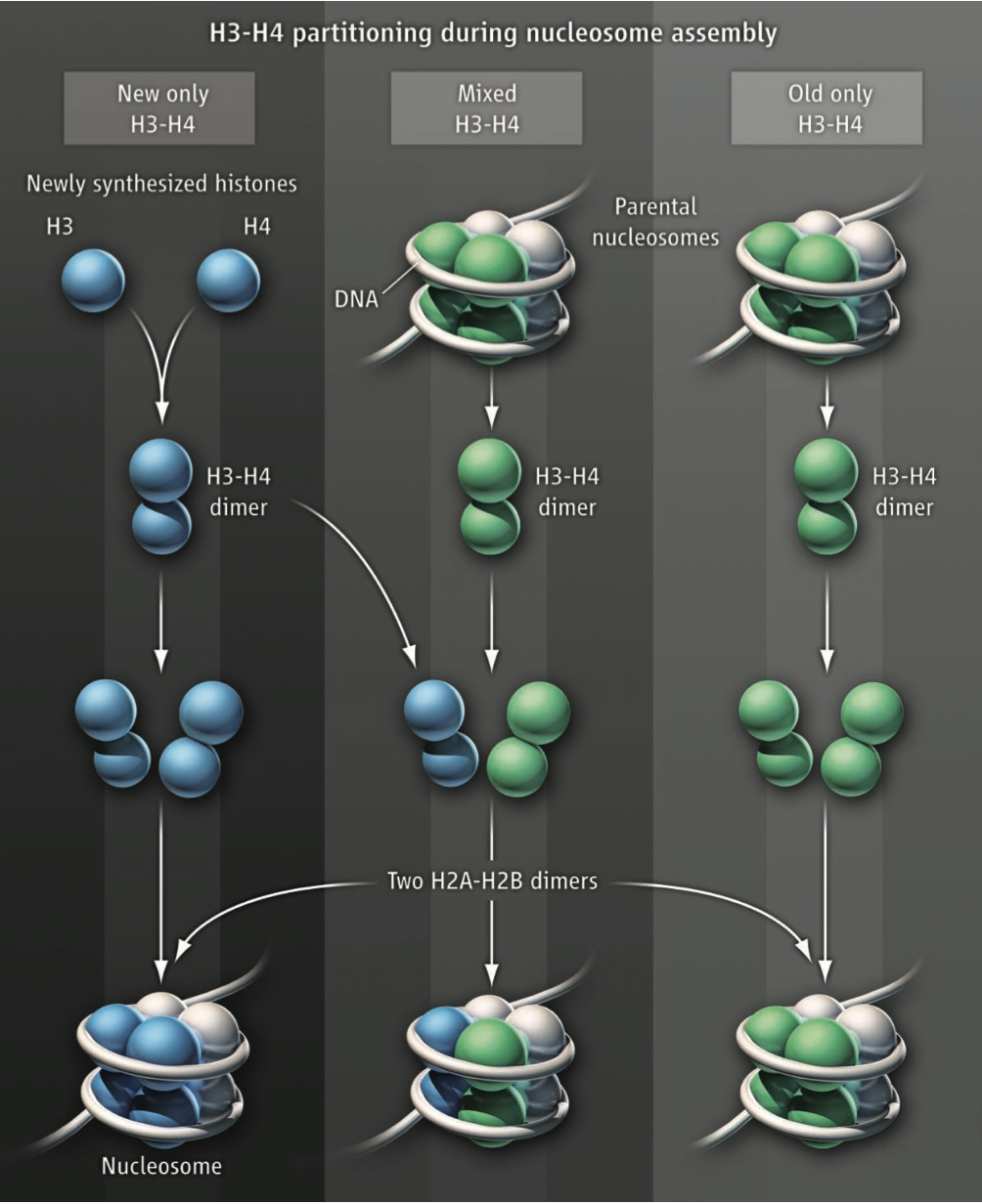 Partitioning of histone H3-H4 tetramers during DNA replication-dependent chromatin assembly