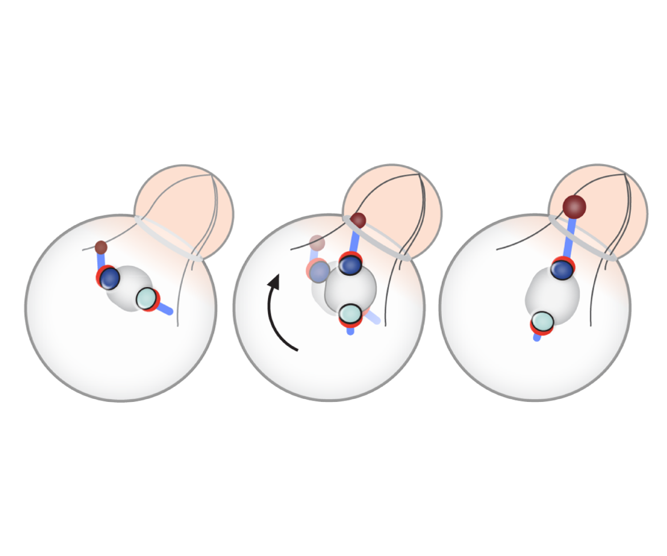 Spatial cues and not spindle pole maturation drive the asymmetry of astral microtubules between new and preexisting spindle poles