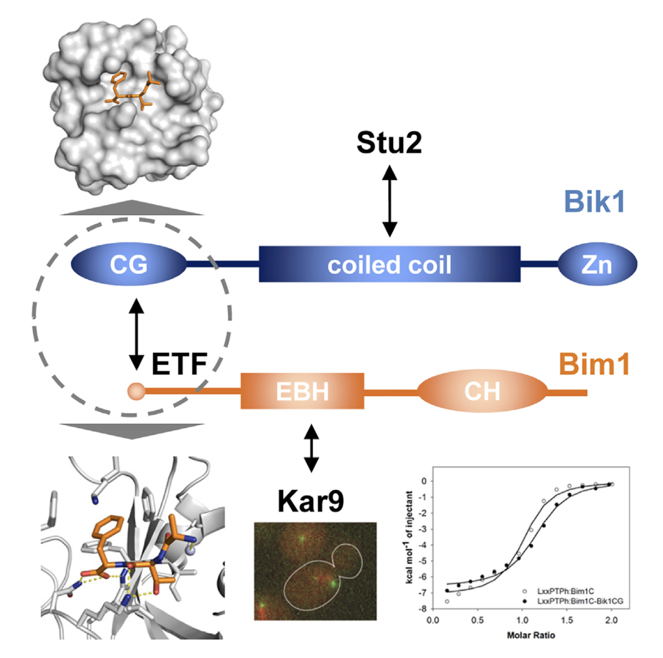 Structure-Function Relationship of the Bik1-Bim1 Complex