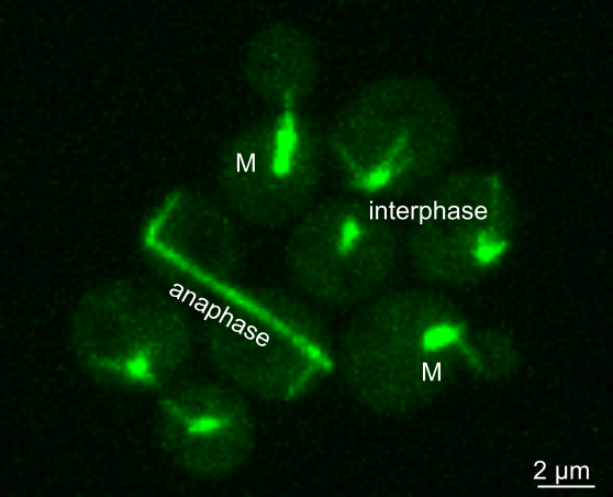 Astral microtubule dynamics in <i>Saccharomyces Cerevisiae</i>