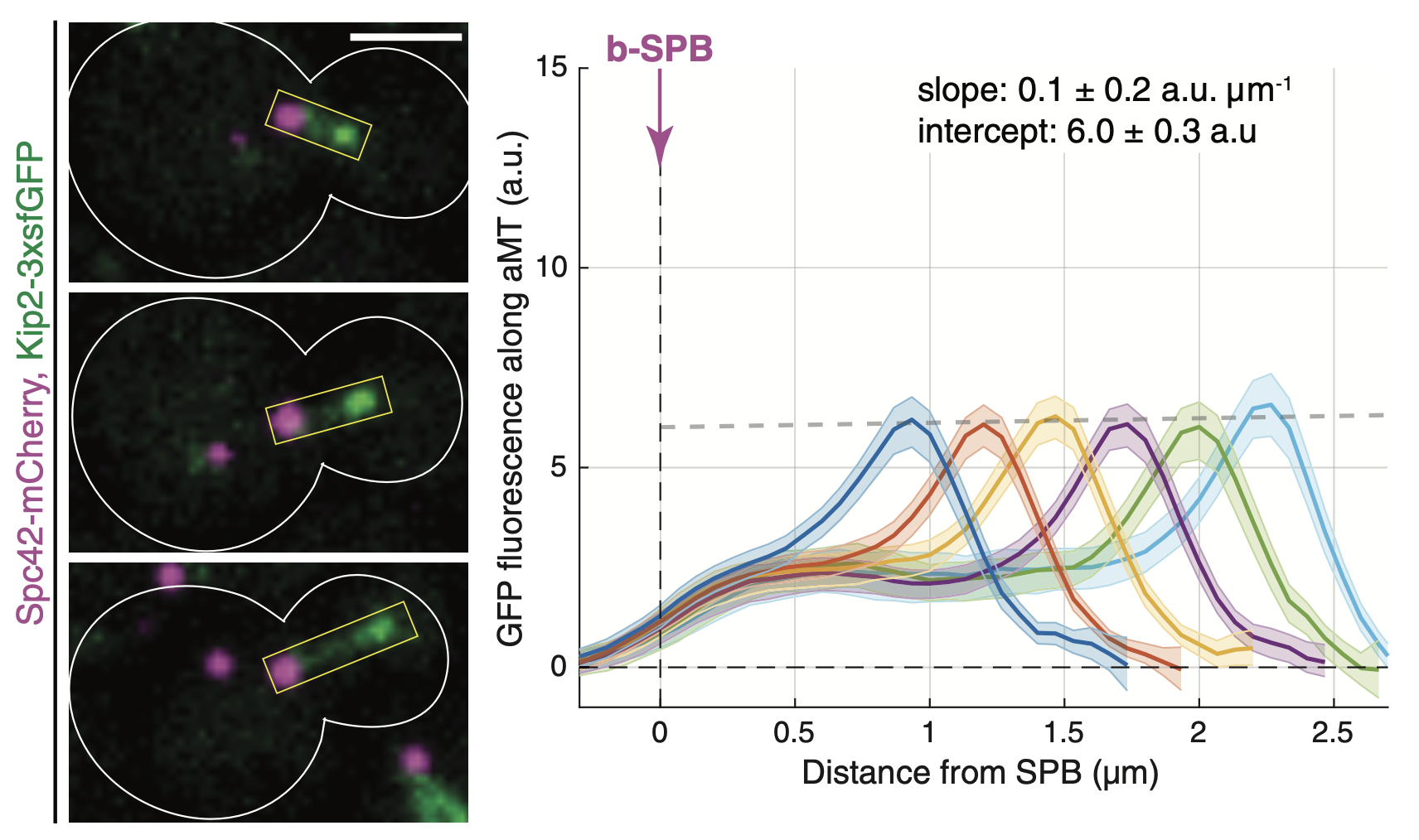 Remote control of microtubule plus-end dynamics and function from the minus-end