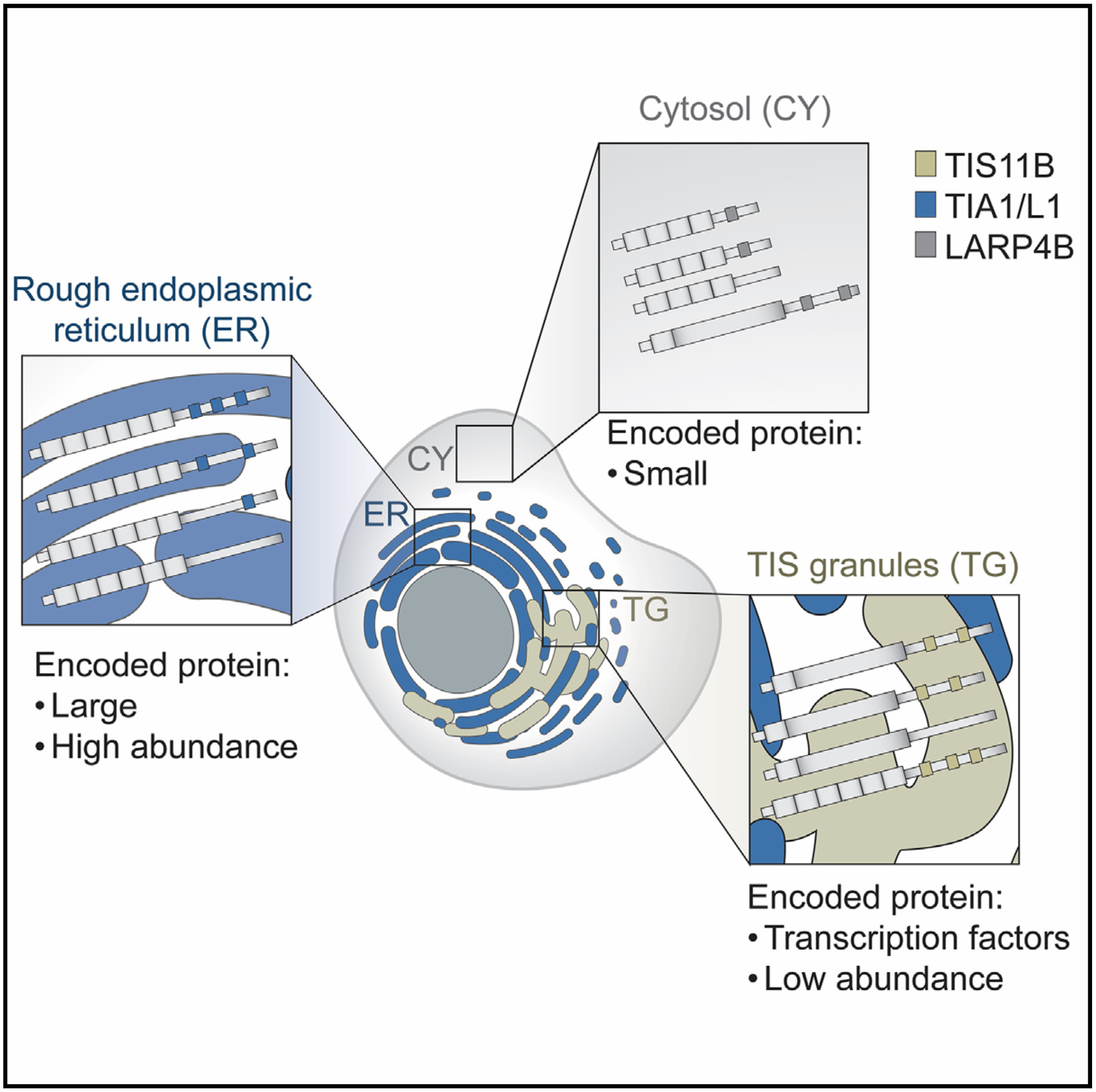 Subcytoplasmic location of translation controls protein output