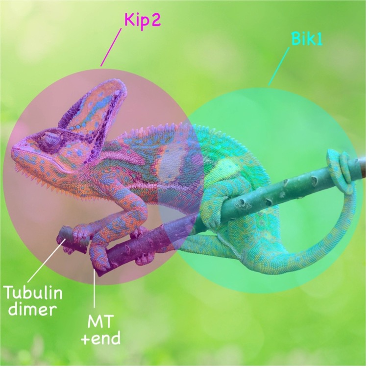 The motor domain of the kinesin Kip2 promotes microtubule polymerization at microtubule tips